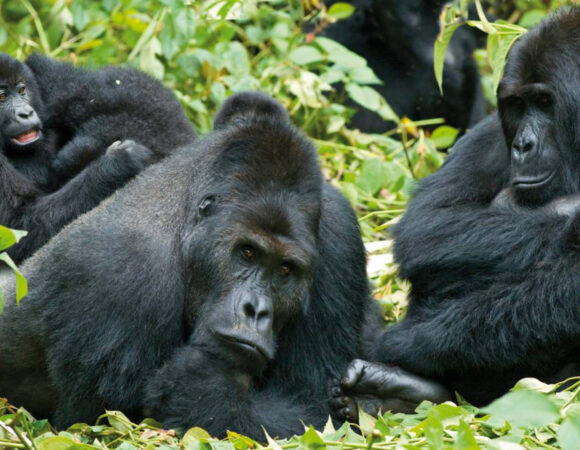 5 Days Equator Gorillas Treks