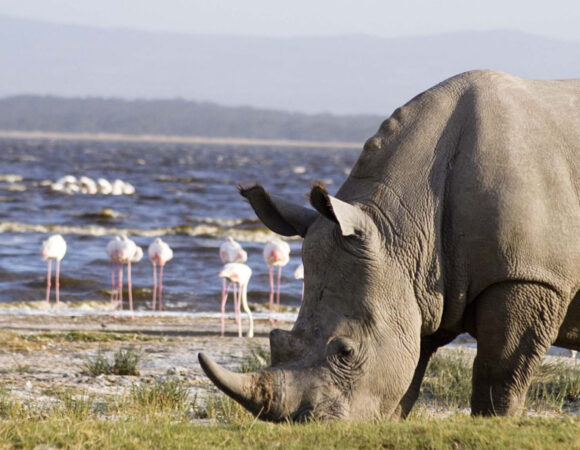 6 Days: Maasai Mara/Lake Nakuru/Lake Baringo/Lake Bogoria Safari