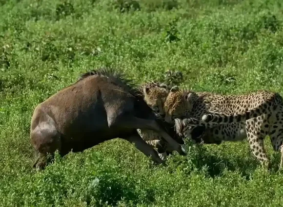 7 Days / 6 Nights Lake Manyara, Ngorongoro, Serengeti And Lake Natron