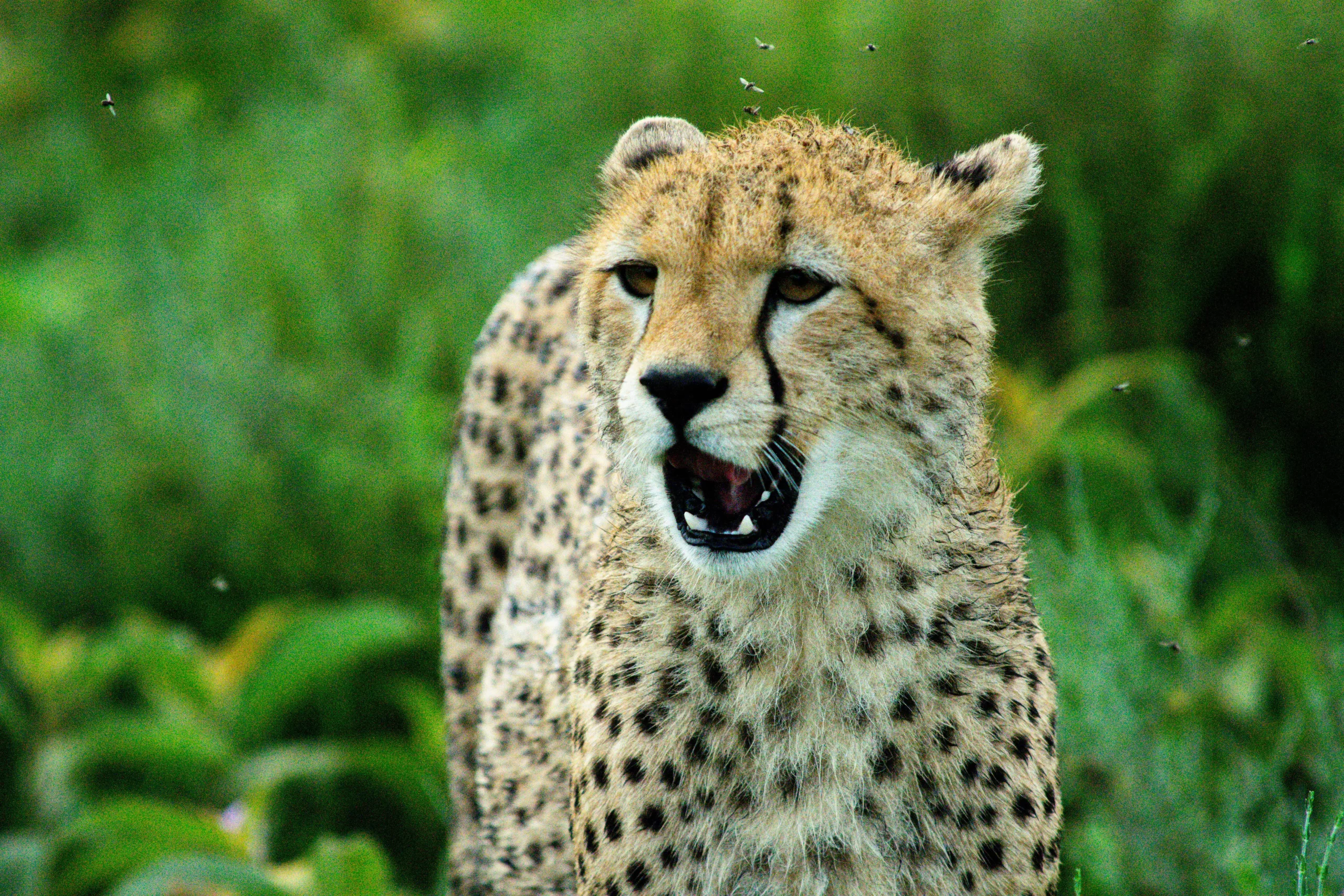 Kilimanjaro and Tanzania holidays